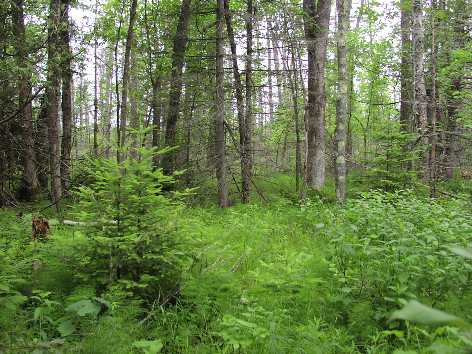 Itasca County SWCD Wetlands Program