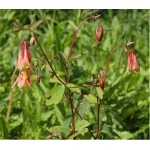 Columbine