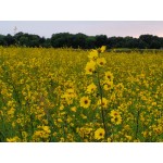 Maximilian Sunflower