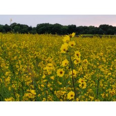 Maximilian Sunflower