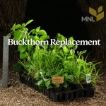 Buckthorn Replacement Kit  