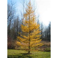 Tamarack/Eastern Larch